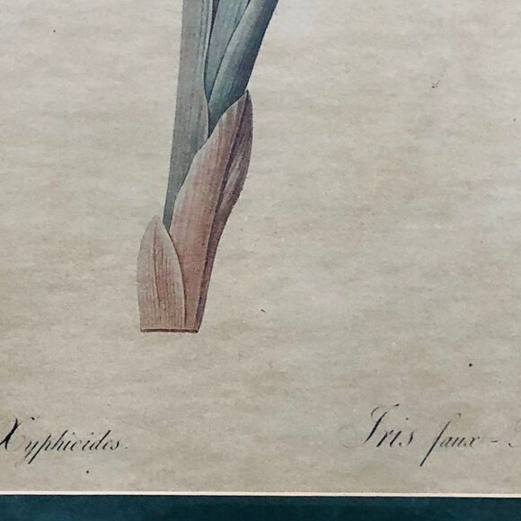 Print by Carmel Foret Petunia Orchid Botanical - Picture 8 of 9